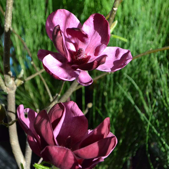 Rosenmagnolia 'Genie', 1-pack