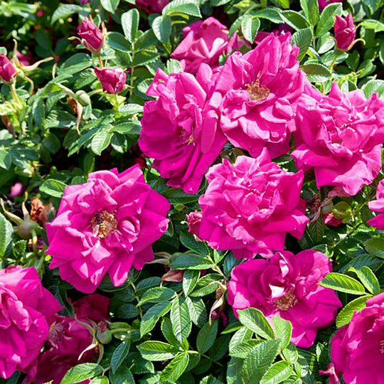 Rugosa-ros 'Hansa' 30-50 cm, 100-pack