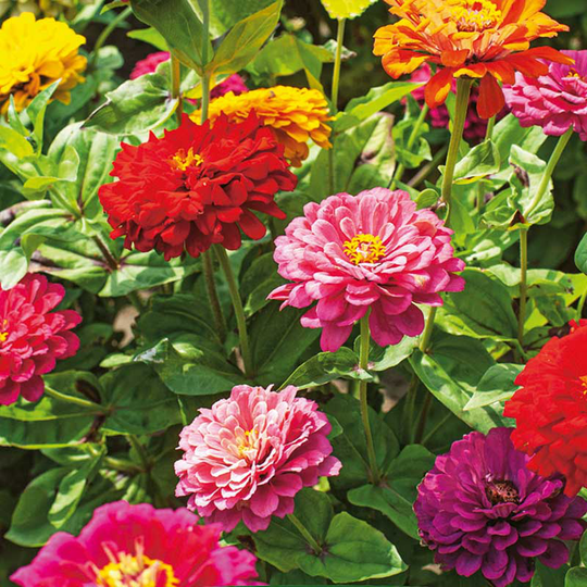 Zinnia 'Pumila'