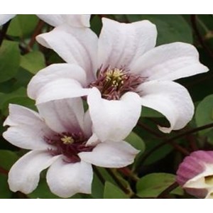 Klematis 'Princess Kate' 1-pack