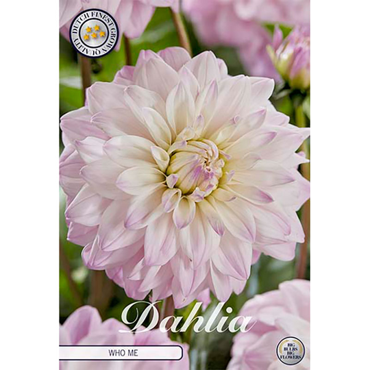 Dekorativdahlia 'Who Me'