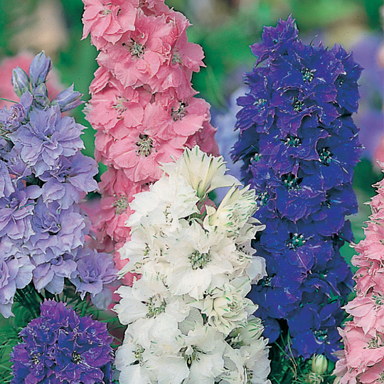 Romersk riddarsporre 'Hyacinth Dwarf Mixed'