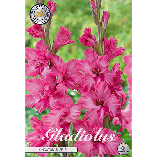 Gladiolus 'Kingston Ruffle'