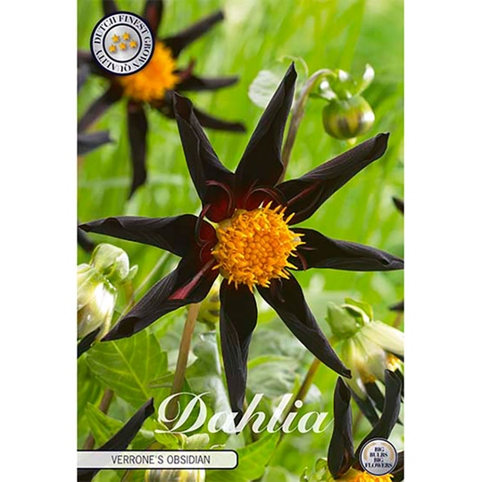 Stjärnblommig dahlia 'Verrone's Obsidian'