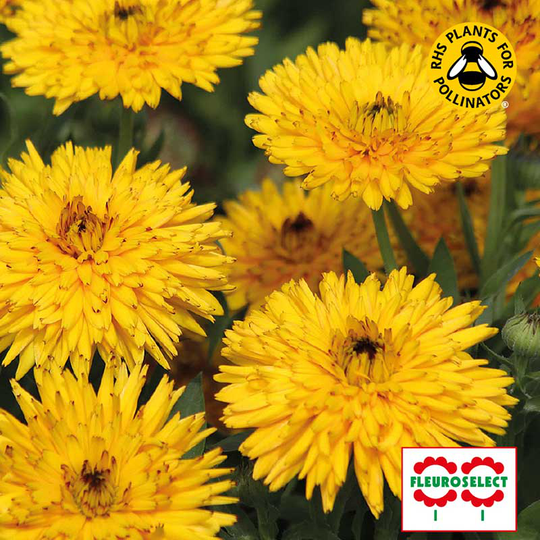 Ringblomma 'Calexis Yellow'