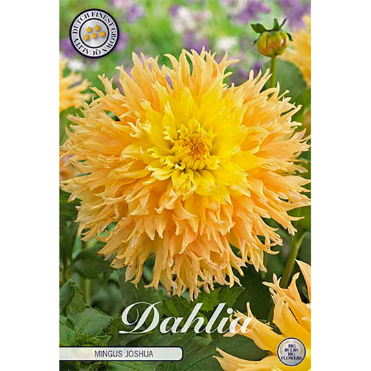 Kaktusdahlia 'Mingus Joshua'