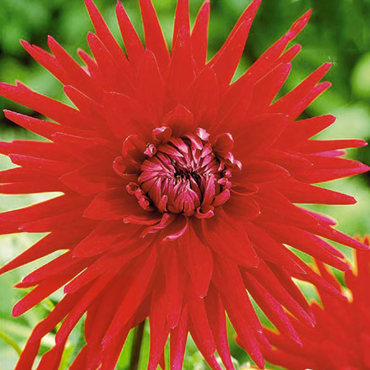 Kaktusdahlia 'Red Majorette'