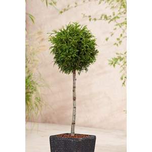 Jättetuja 'Gelderland' Sh 50 cm co