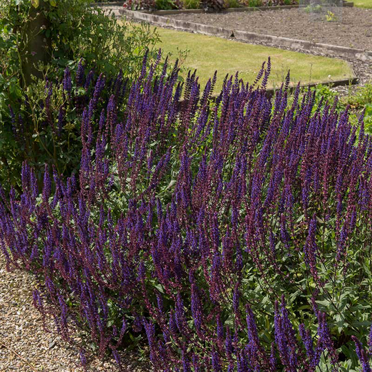 Stäppsalvia 'Mainacht', 6-pack
