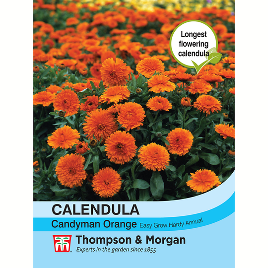 Ringblomma 'Candyman Orange'