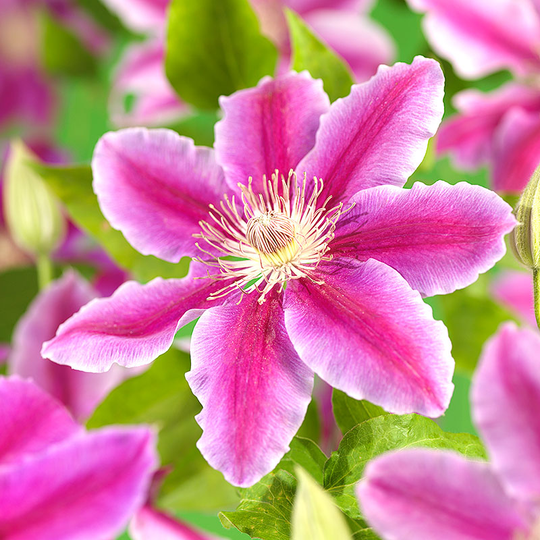 Klematis 'Dr Ruppel'