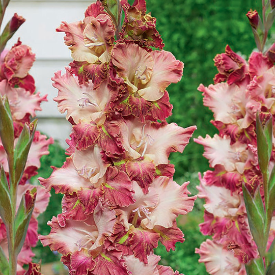Gladiol 'Sorpresa'
