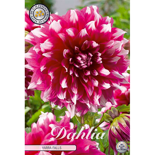 Dekorativdahlia 'Yarra Falls'