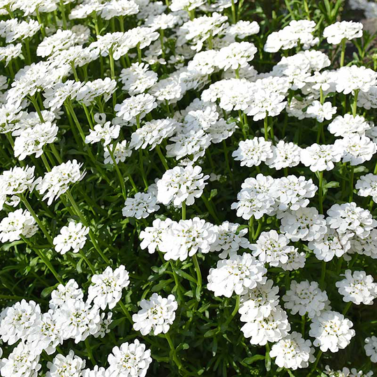 Vinteriberis 'Schneeflocke', 6-pack