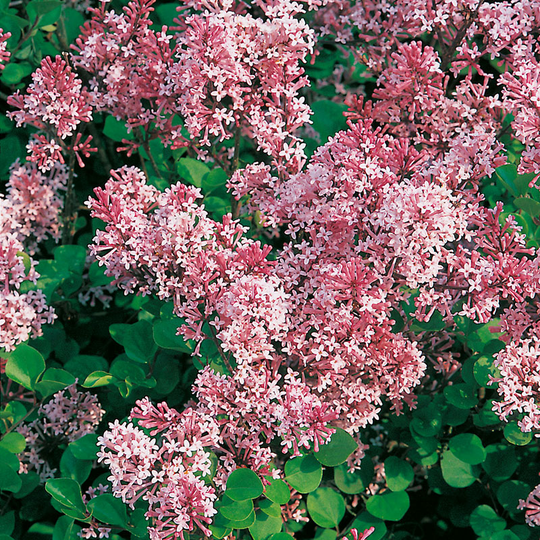 Dvärgsyren, Syringa meyeri 'Palibin', 80-90 cm