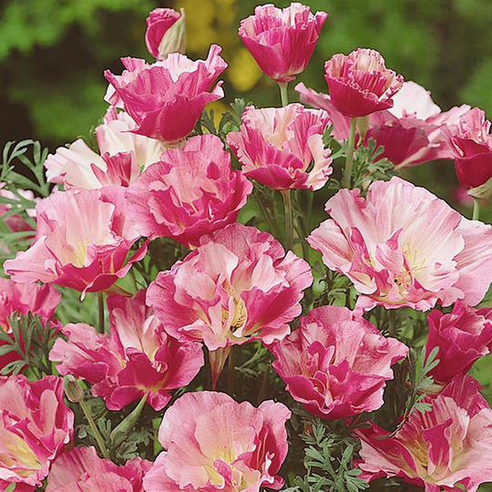 Sömntuta 'Appleblossom Pink'