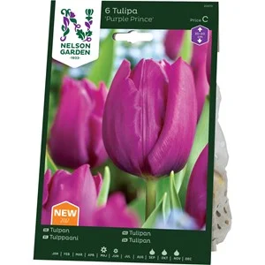 Höstlök Nelson Garden Sen Enkel Tulpan Purple Prince Lila