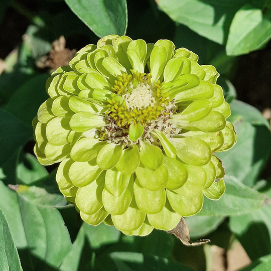 Zinnia 'Green Envy'