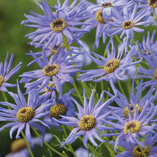 Dockkrage 'Blue Star'
