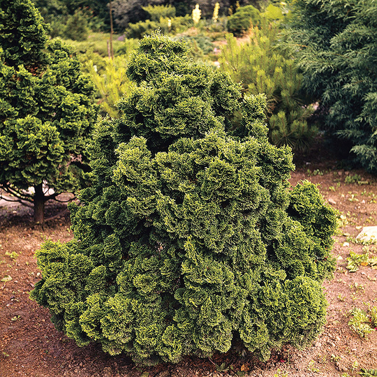 Japansk ädelcypress 'Nana Gracilis' 20-25 cm