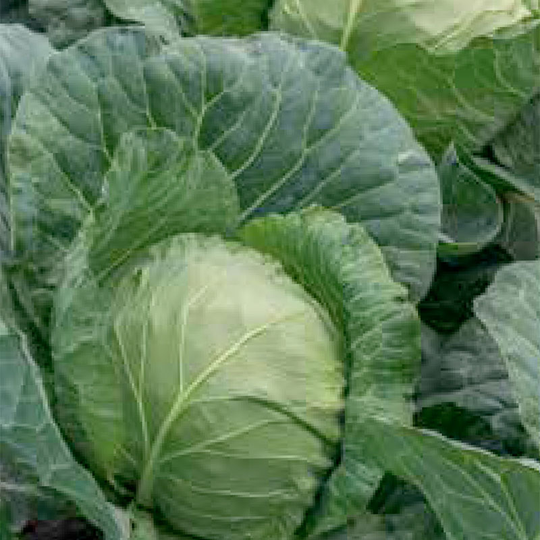 Vitkål 'Minica'