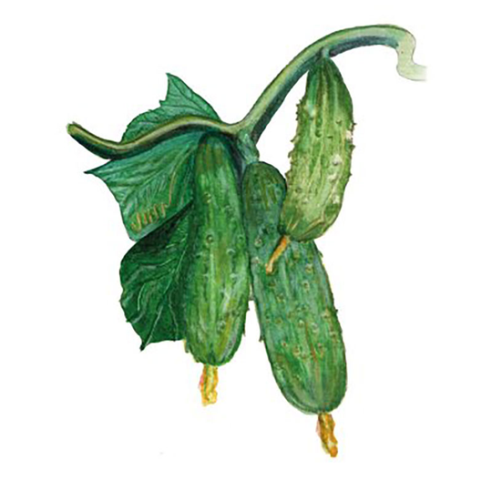 Inläggningsgurka 'Northern Pickling'