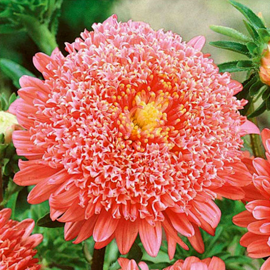 Aster Princess, pink