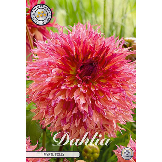 Dekorativdahlia 'Fubuki Myrtle's Folly'