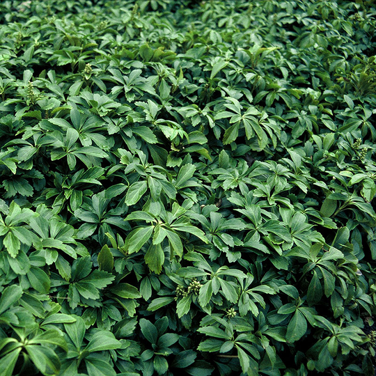 Skuggröna 'Green Carpet', 15-pack