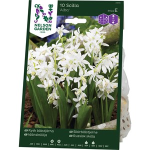 Höstlök Nelson Garden Rysk Blåstjärna Alba Vit