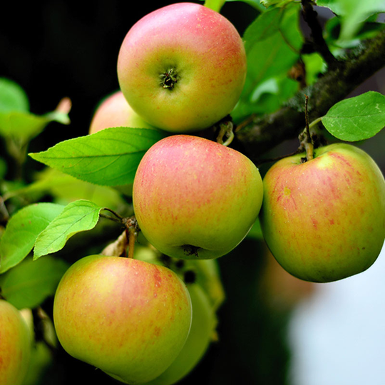 Ympris av äpple ’Guldparmän’
