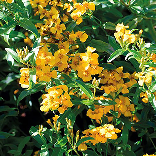 Glanstagetes 'Sweet Mace'