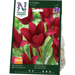 Liljetulpan Nelson Garden Merlot Mörklila