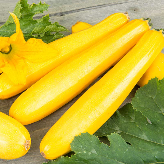 Squash 'Ola Gabriela' F1, ekologisk