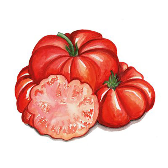 Tomat 'Costoluto Fiorentino'