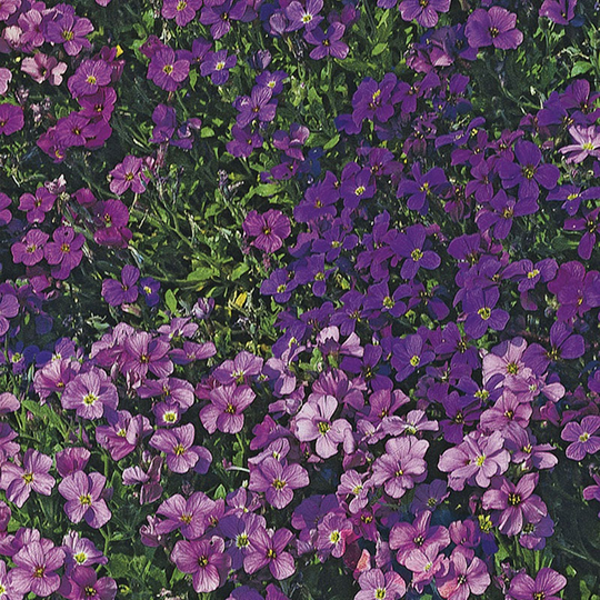 Aubrietia 'Royal Series'