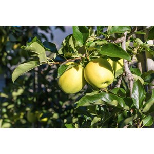 Äpple 'Silva' inkl. uppbindningskit