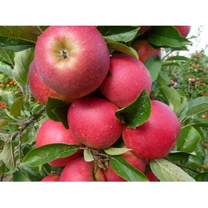 Äpple 'Agnes' E