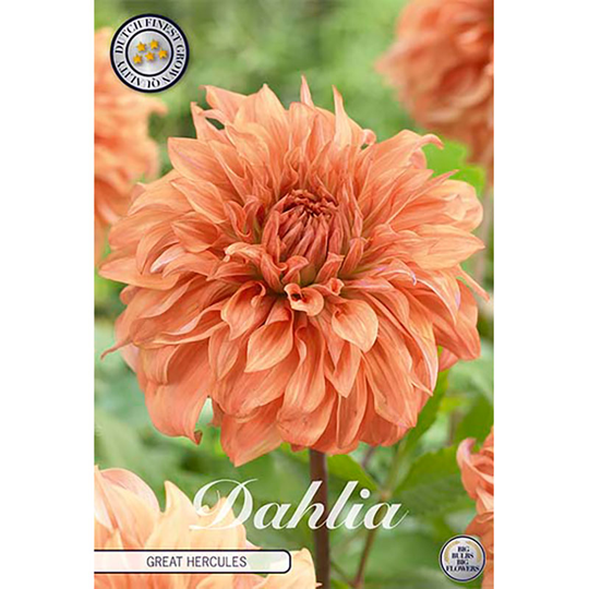Dekorativdahlia 'Great Hercules'