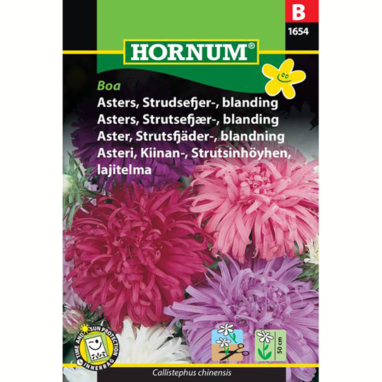 Aster 'Boa'