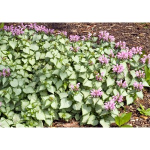 Rosenplister 'Beacon Silver', 6-pack