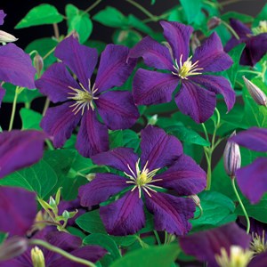 Klematis Viticella 'Etolie Violette', 1-pack