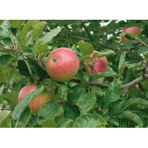 Äpple 'Aroma' CO