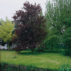 Blodbok 'Fagus sylvatica Purpurea', 125-150 cm
