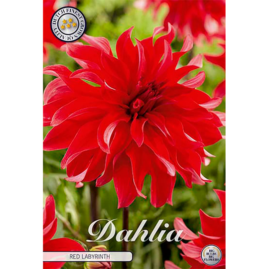 Dekorativdahlia 'Red Labyrinth'