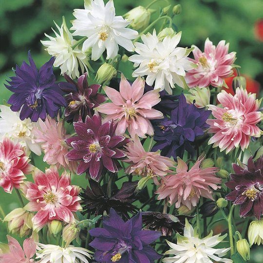 Akleja 'Nora Barlow Mixed'