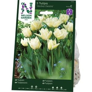 Höstlök Nelson Garden Tidig Fylld Tulpan Global Desire Vit