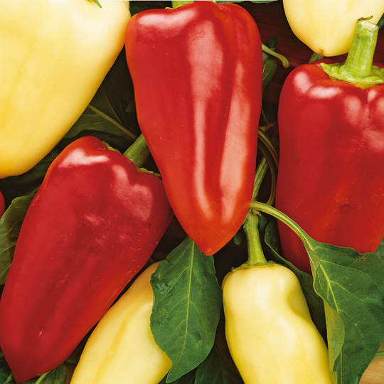 Paprika mix