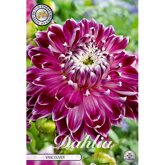 Dekorativdahlia 'Vancouver'
