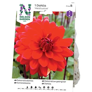 Vårlök Nelson Garden Dekorativdahlia Heatwave Låg, Röd
